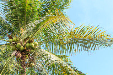 Fototapeta na wymiar Coconut tree