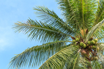 Fototapeta premium Coconut tree
