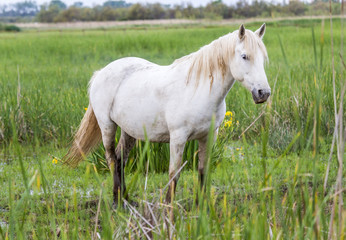 white arabian horses