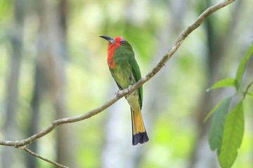 A colorful Red-Bearded Bee-eater