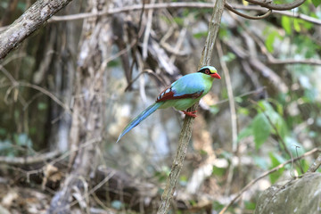 Green bird (Common Green Magpie), Bird of Thailand
