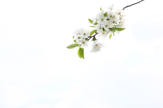Kirschbl&uuml;ten Zweig