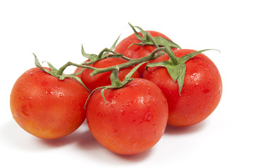 branch of tomatoes on the isolated background