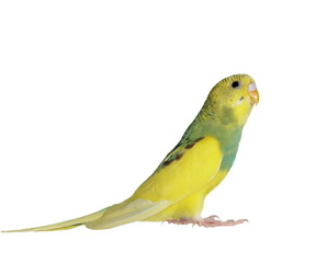 budgerigar isolated on white, (Melopsittacus undulatus)