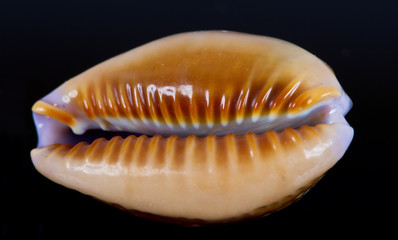 Sea shells in studio