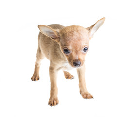 short haired chihuahua puppy in front of a white background