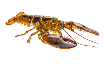 Raw lobster