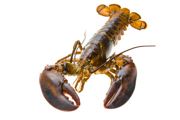 Raw lobster
