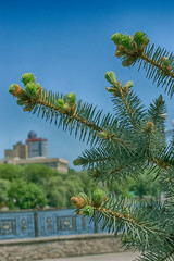 Молодые шишки сосны © nikolaydonetsk