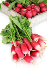 Small garden radish with leaves close up