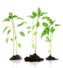 Pepper seedlings isolated on white