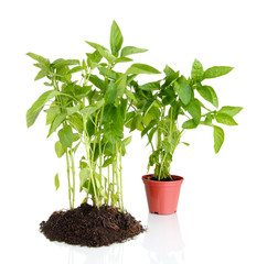 Pepper seedlings isolated on white