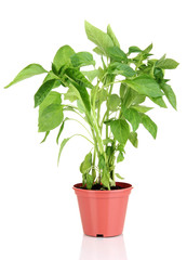 Pepper seedlings in flowerpot isolated on white