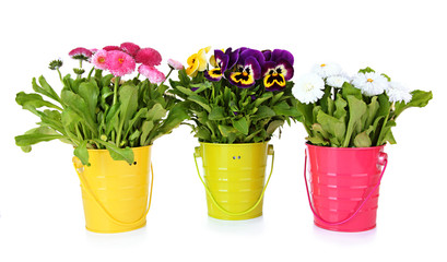 Beautiful flowers on grass on bright background