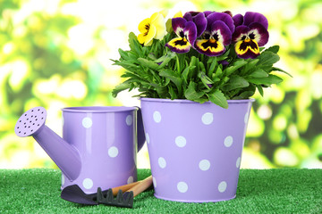 Beautiful pansies flowers on grass on bright background