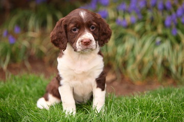 Springer Spaniel Puppy Sitting in Grass