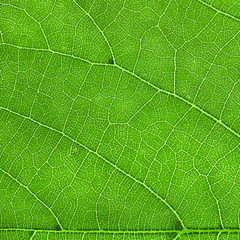 inside of the leaf