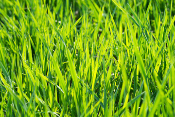 The grass in the sun - background