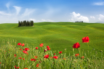 Famous tree group in Val D'Orcia