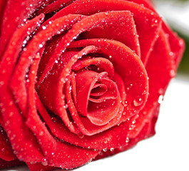 Red rose close ups