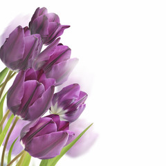 Naklejka premium tulipany