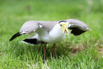 Obraz premium Masked lapwing, vanellus miles