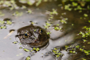Marsh Frog