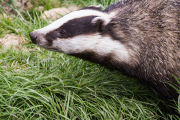 Badger © Stephan Morris 