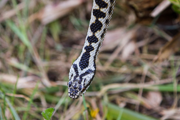 Adder