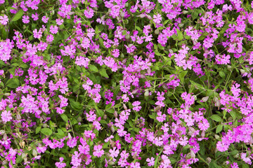 natural herbal background small pink flowers