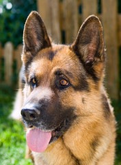 German shepherd portrait