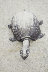 Wood Turtle in sand