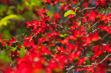 Obraz premium Ochna serrulata