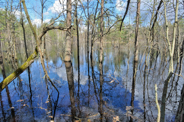 Spring landscape. River in the national Park.