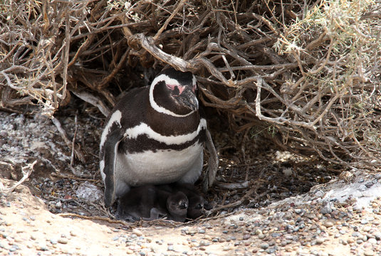 Magellanic penguin in a nest with baby birds.