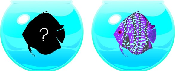 Aquarium with a Blue leopard discus fish