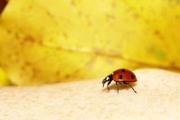 ladybug ladybird on hand nature spring
