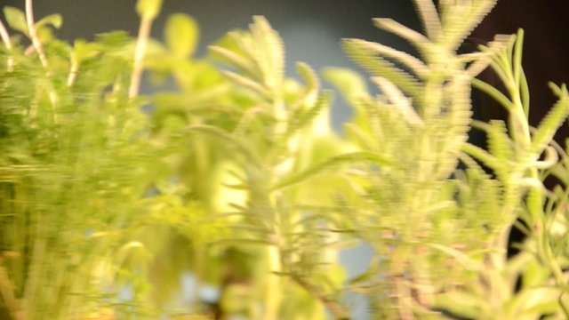 Plante aromatique Pianta aromatica Planta arom&aacute;tica