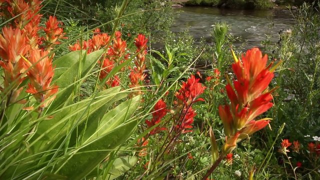 1293 Wildflowers Paintbrush Fishing Stream Wilderness LOOP