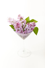 Purple Lilac in a Martini glass