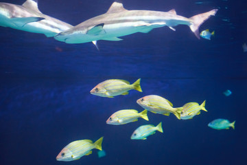 Fototapeta premium Caribbean reef shark