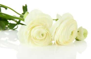 Ranunculus (persian buttercups), isolated on white