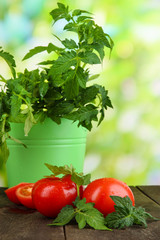 Fresh tomatoes and young plant in bucket