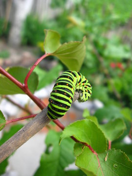 Caterpillar of the butterfly  machaon on the stick