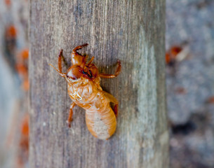 Cicada Shell on tree