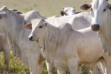 Cows and bulls on a farm in Mato Grosso