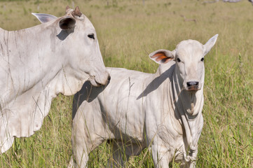 Naklejka na ściany i meble Krowy i byki na farmie w Mato Grosso