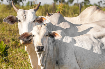 Cows and bulls on a farm in Mato Grosso