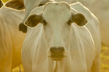 Cows and bulls on a farm in Mato Grosso