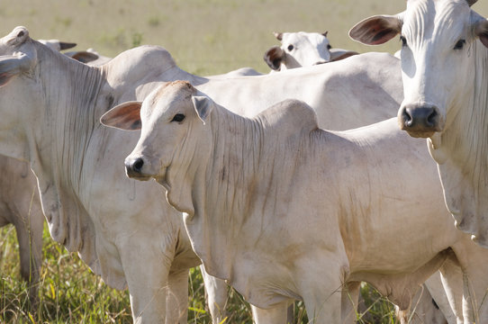 Cows and bulls on a farm in Mato Grosso